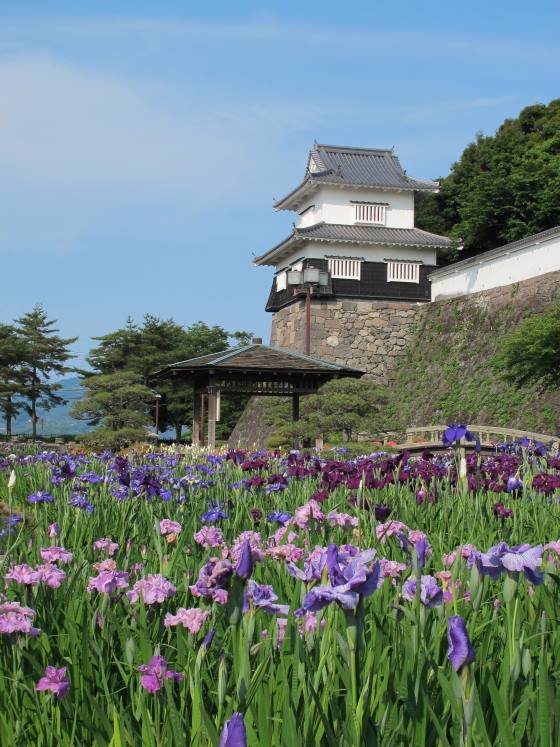 花菖蒲